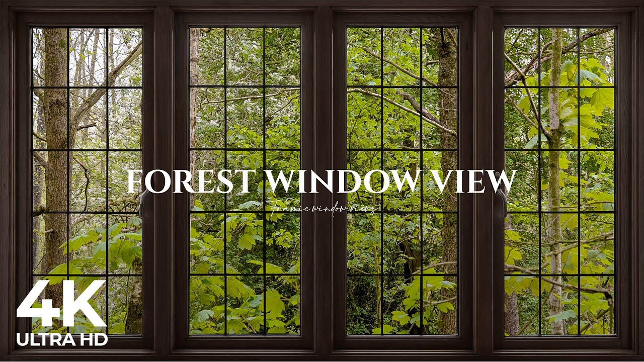 4K Forest window view birds singing - Relaxing, Calming, Ambience, white noise