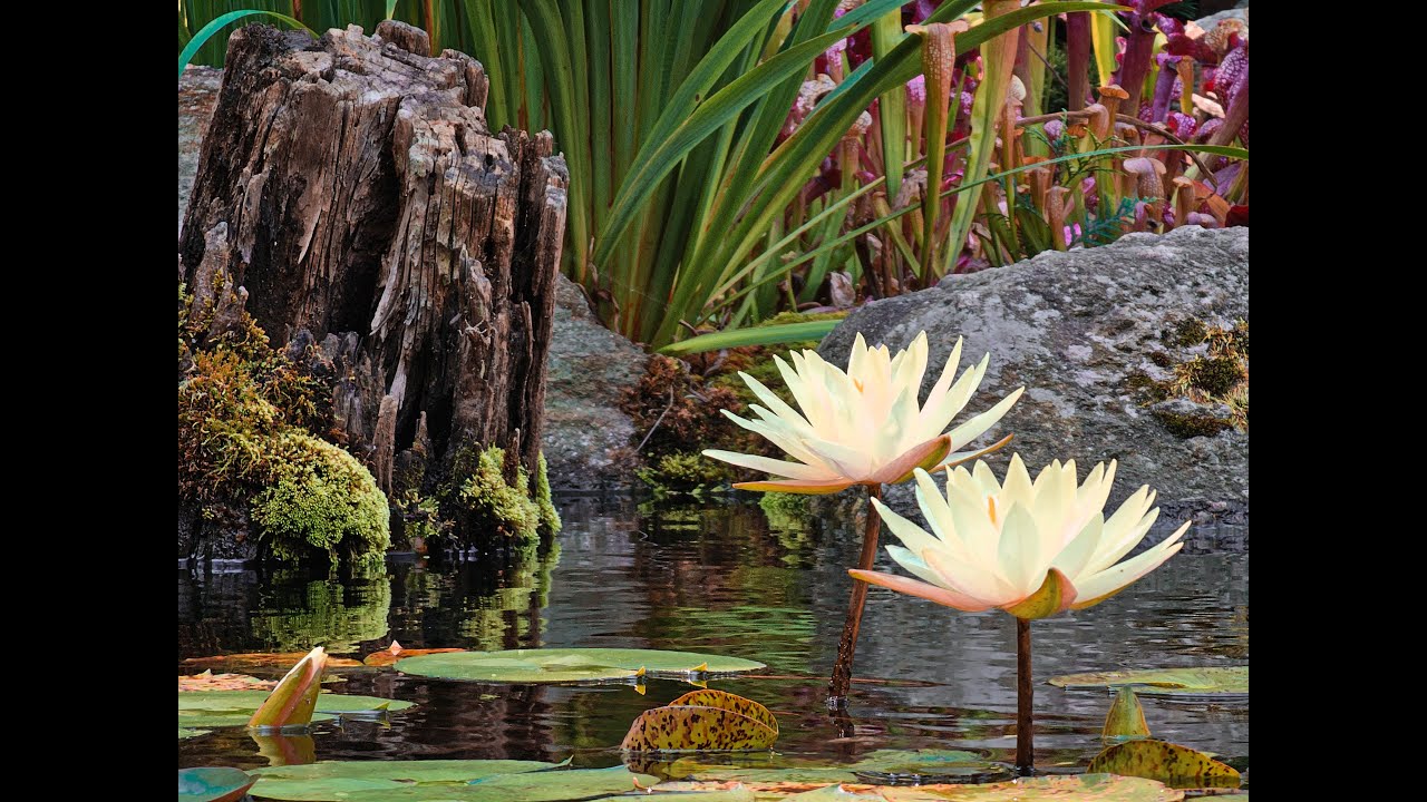 Let's talk Wetland filter or The Bog.