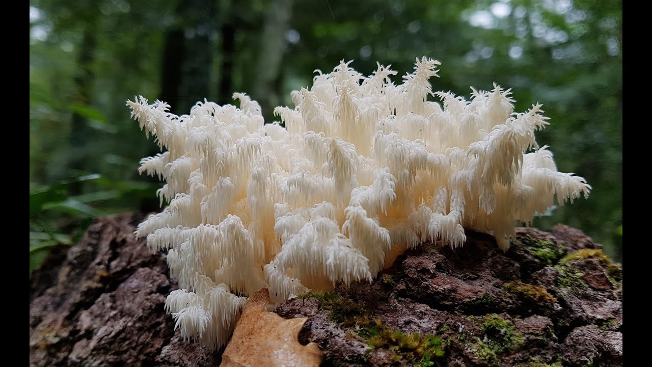 Hericium clathroides    4k