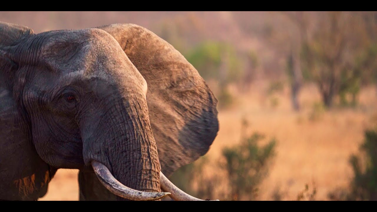 Kruger National Park 2025 - Episode 6: Letaba Rest camp