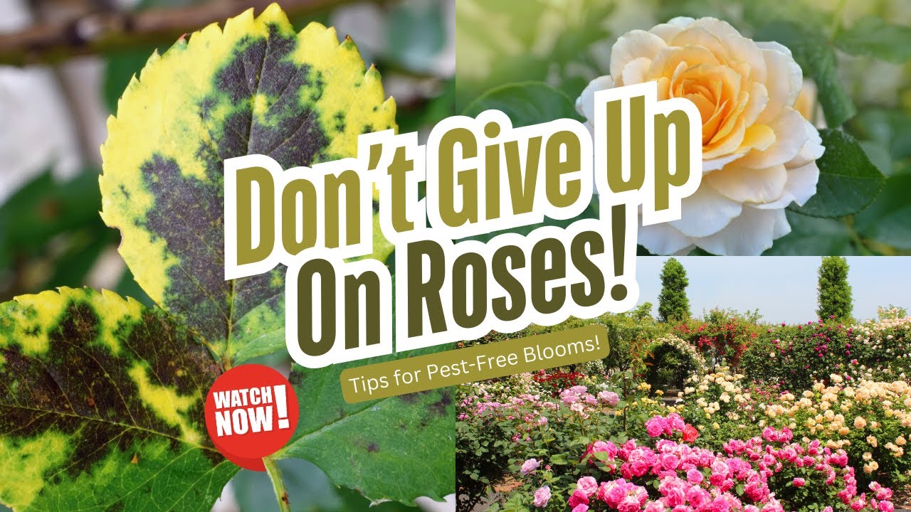 Don't Give Up On Roses! Gardening Tips for Pest-Free Blooms With Rose Disease Solutions.