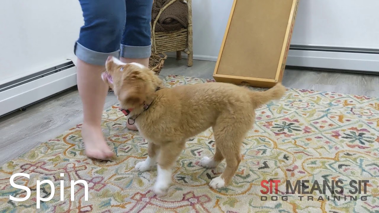 Merida, 12 Week Old Duck Toller Training