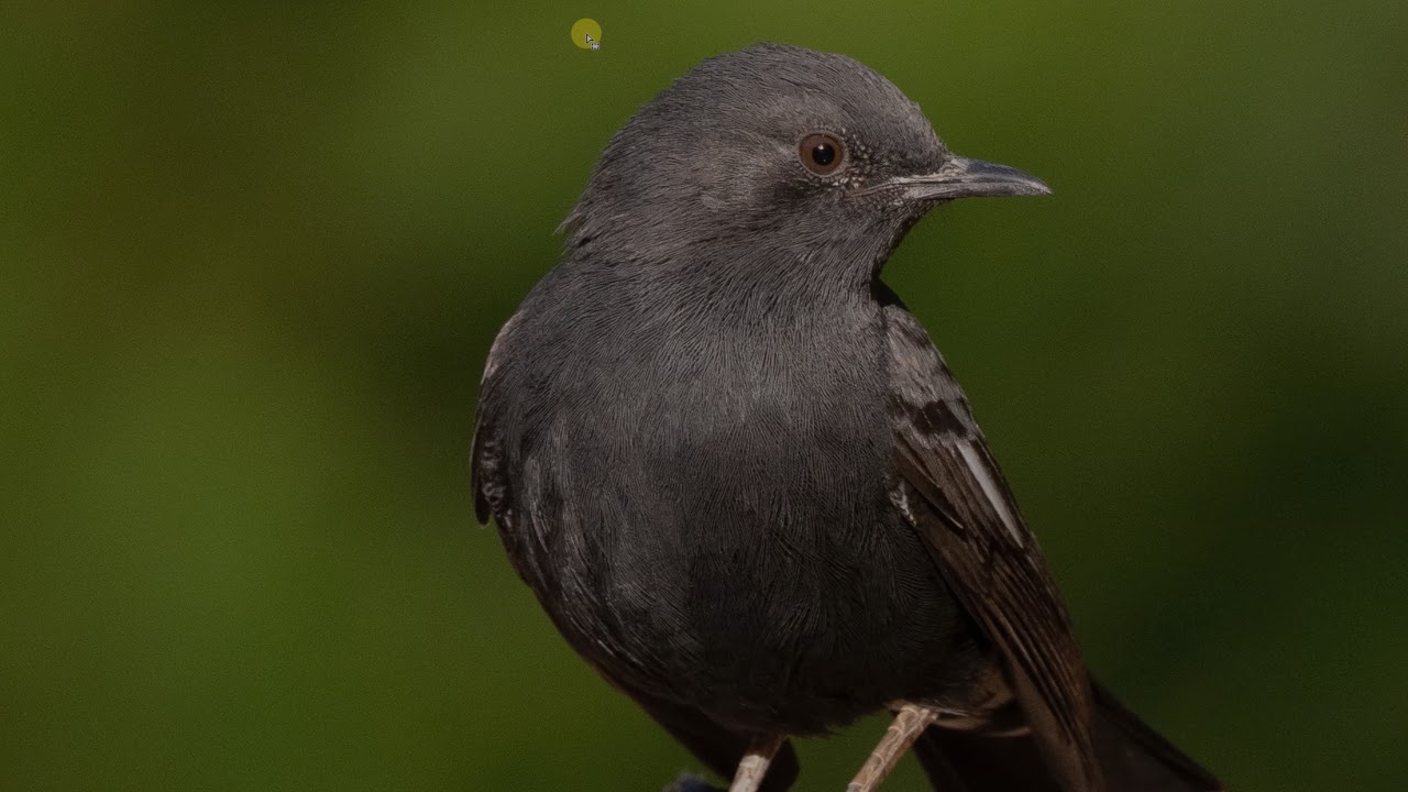 Olympus 150-400 Lens Test