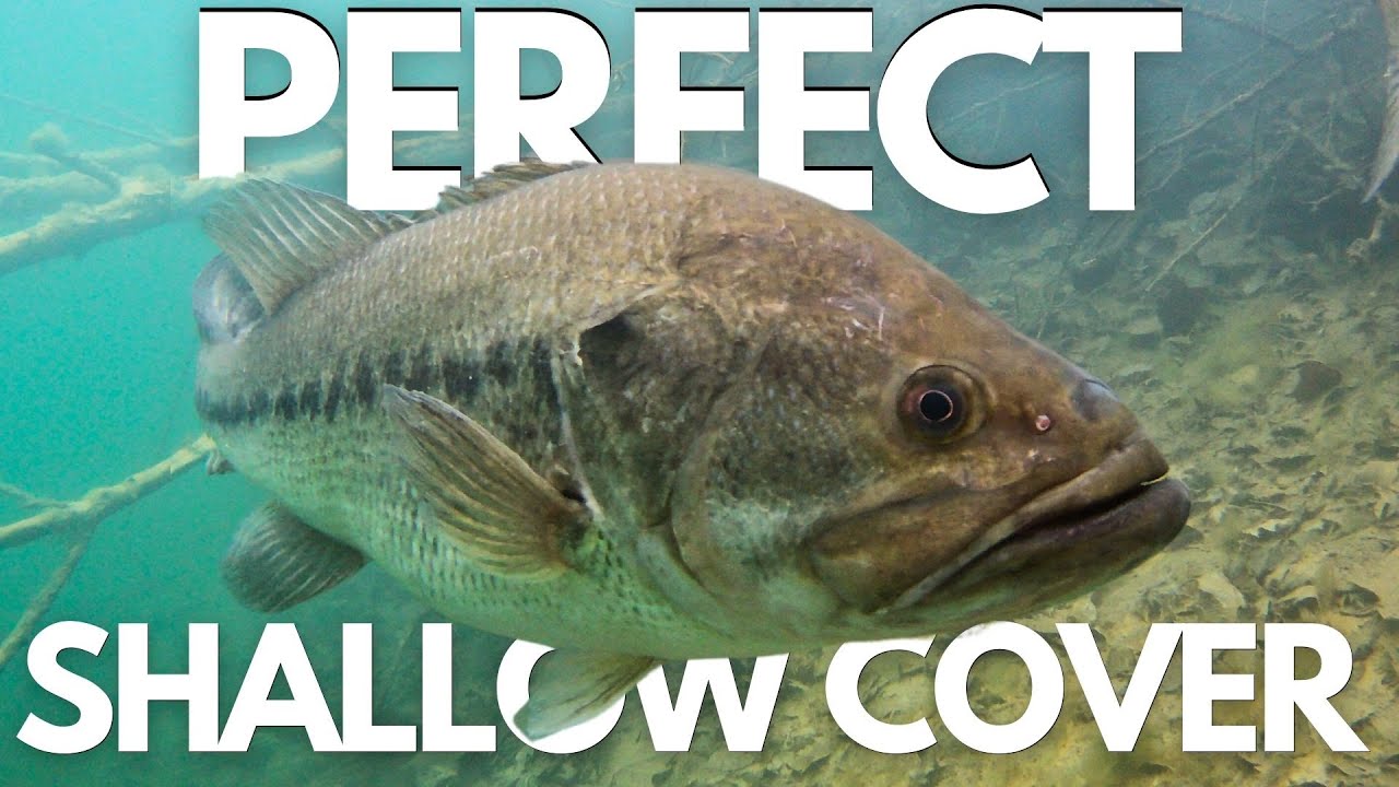 HIDDEN Secrets to the Perfect Shallow Cover for Bass