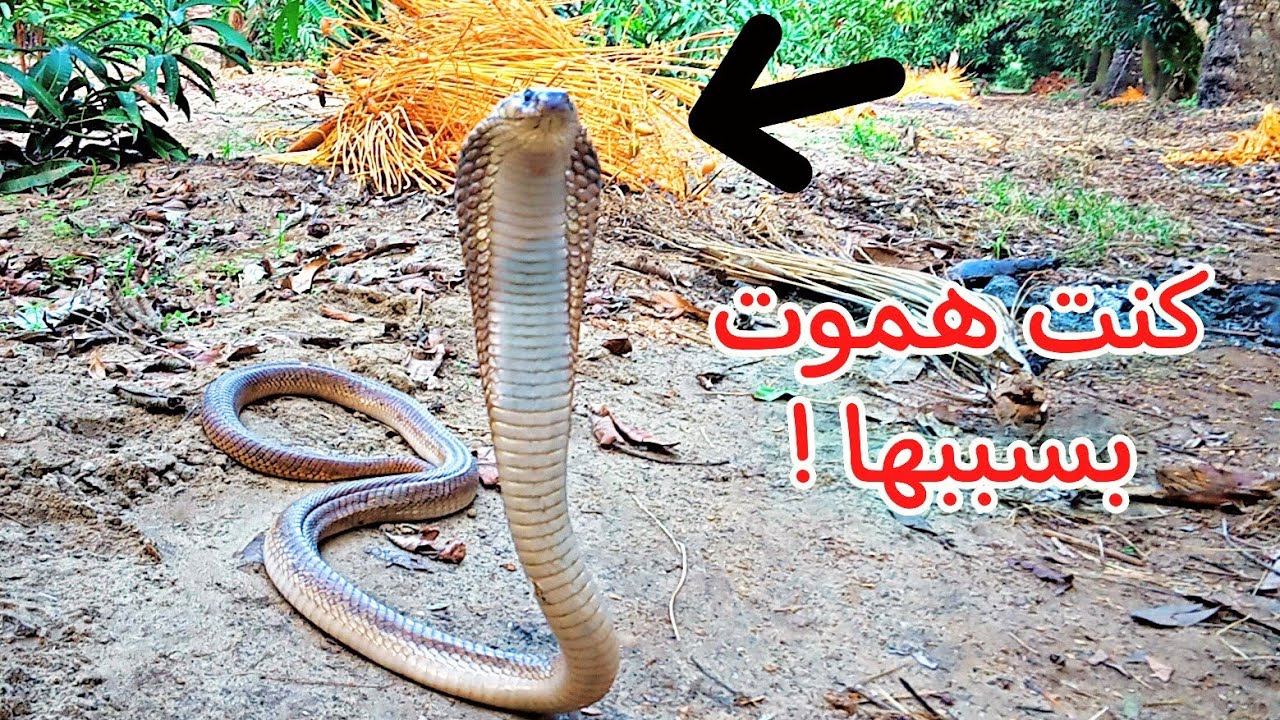 صيد أخطر أفعي سامة من أرض زراعية (الكوبرا المصرية Naja haja).