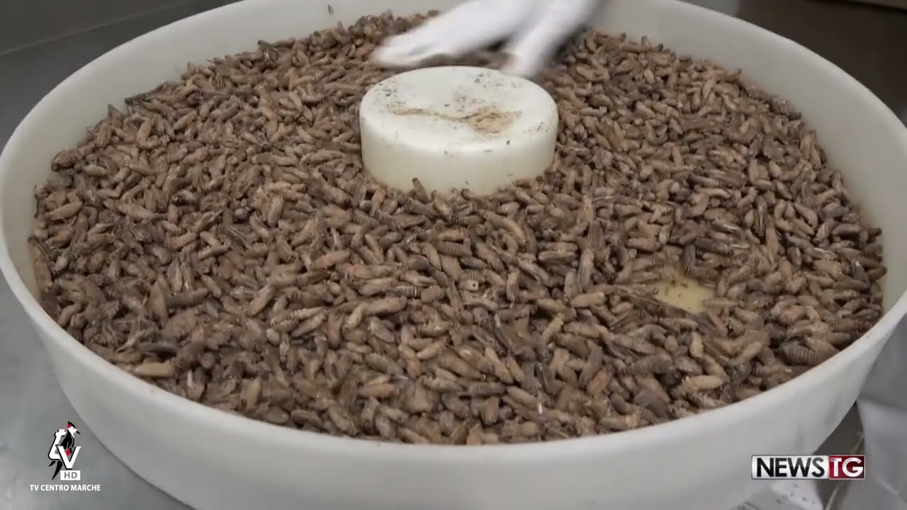 I grilli il cibo del futuro, nelle Marche l'unico allevamento in Italia
