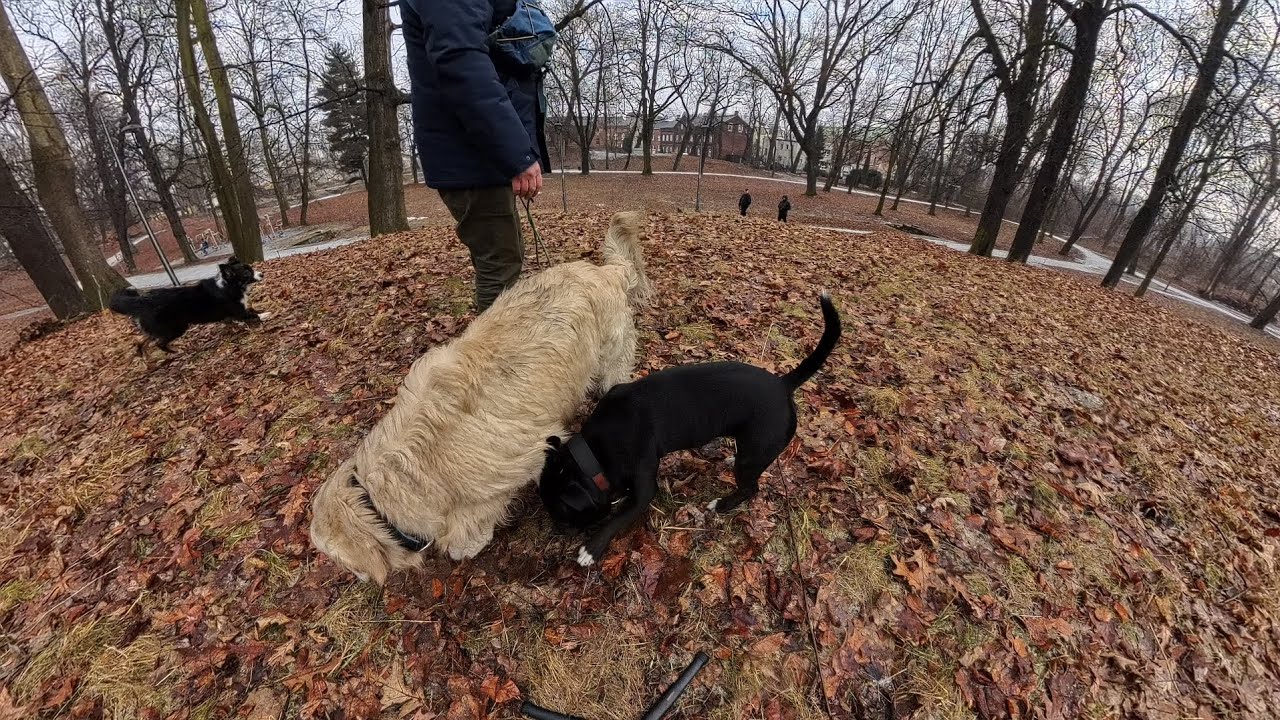 Zabawa z psami🐕