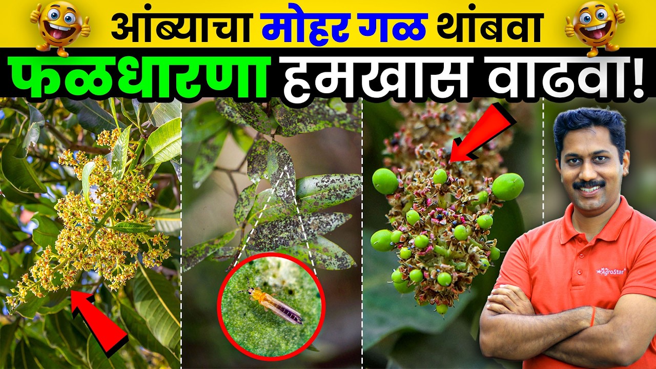 Amba Mohor Sanrakshan । आंबा मोहर पाणी व्यवस्थापन । Mango flowering protection