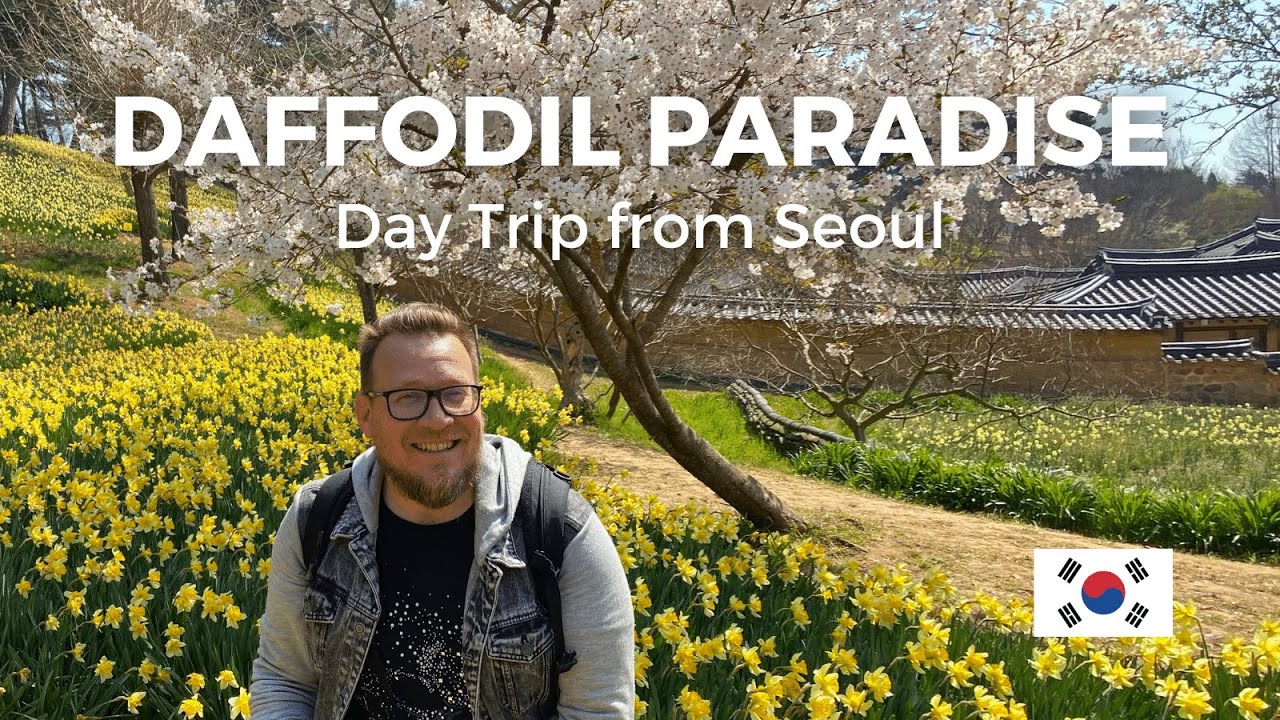 Spring in South Korea: Exploring Massive Daffodil Garden in Seosan