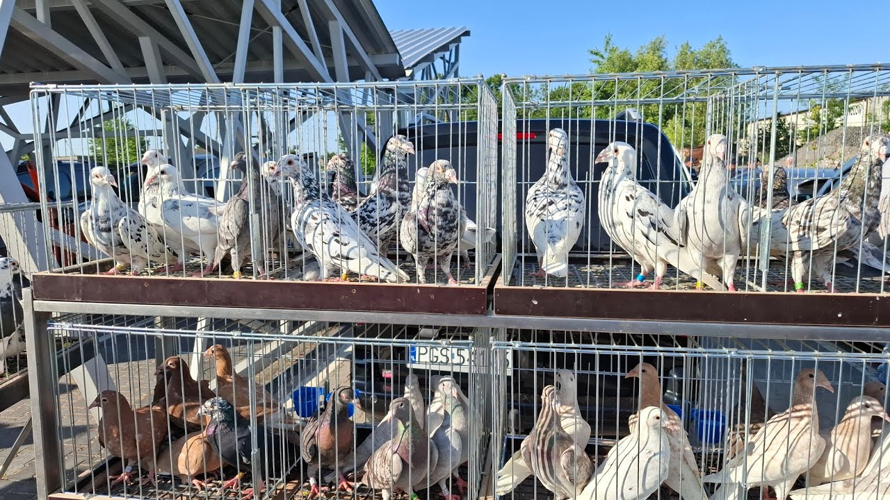 TARG GIEŁDA  GOŁĘBI W ZŁOCZEWIE   15 06 2025    👍