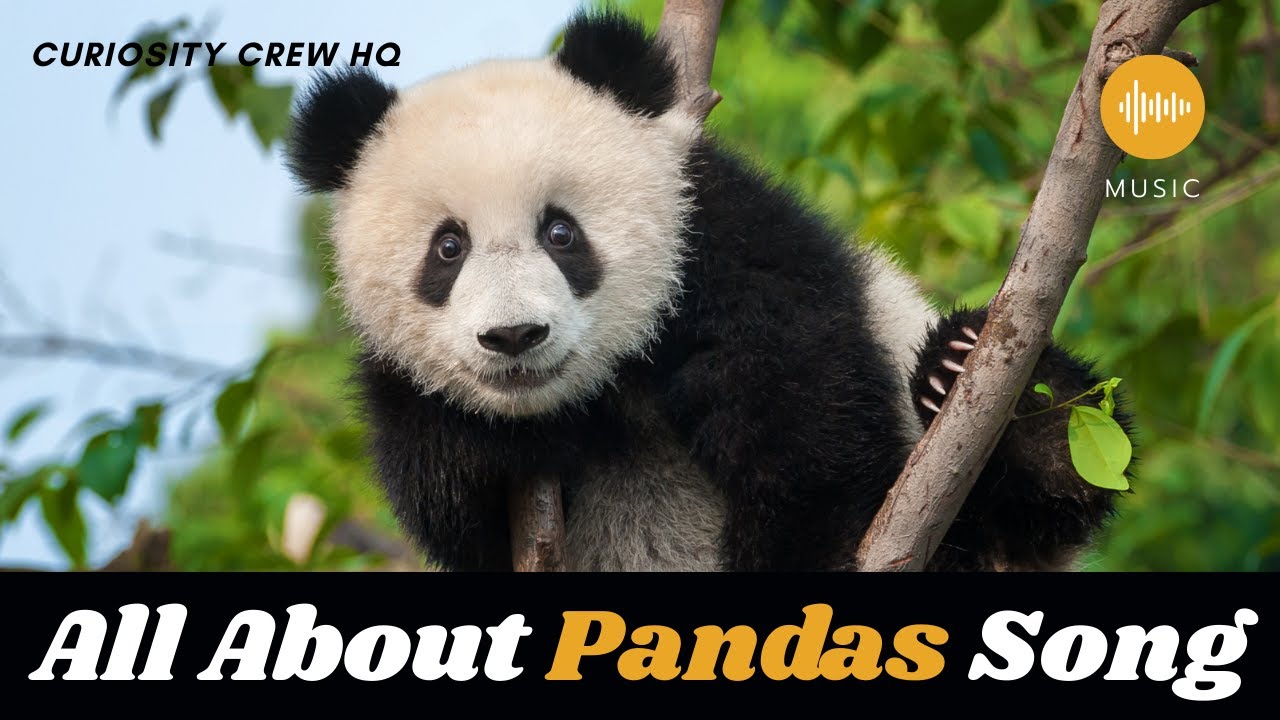 🐼 All About Pandas Song for Kids | Educational Song for Kids | Curiosity Crew HQ