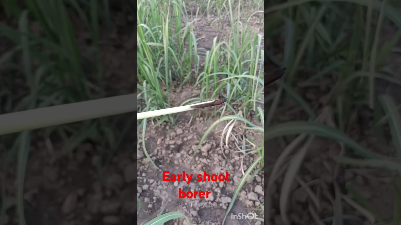 Early shootborer in sugar cane#agriculture #sugarcanefarming #farming#villagelife @AgriDr.#farming
