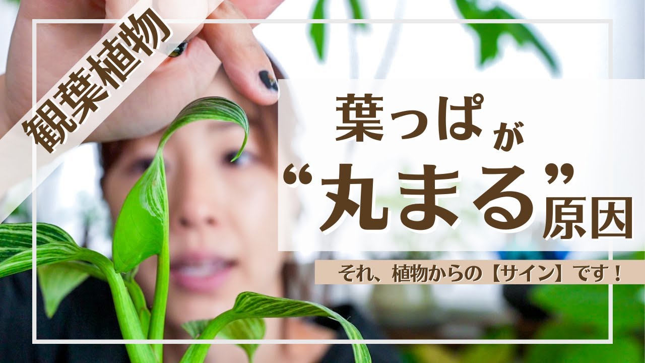 【観葉植物の葉が丸まる…】危険信号を見逃さないで！！