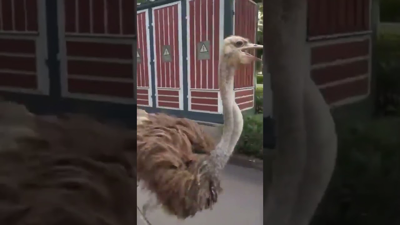 The Funniest Ostrich Chase Ever😂 #stories