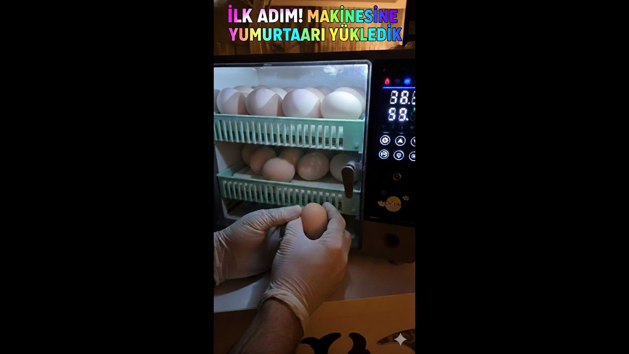 KULUÇKA SERÜVENİMİZ BAŞLADI BÖLÜM 1
