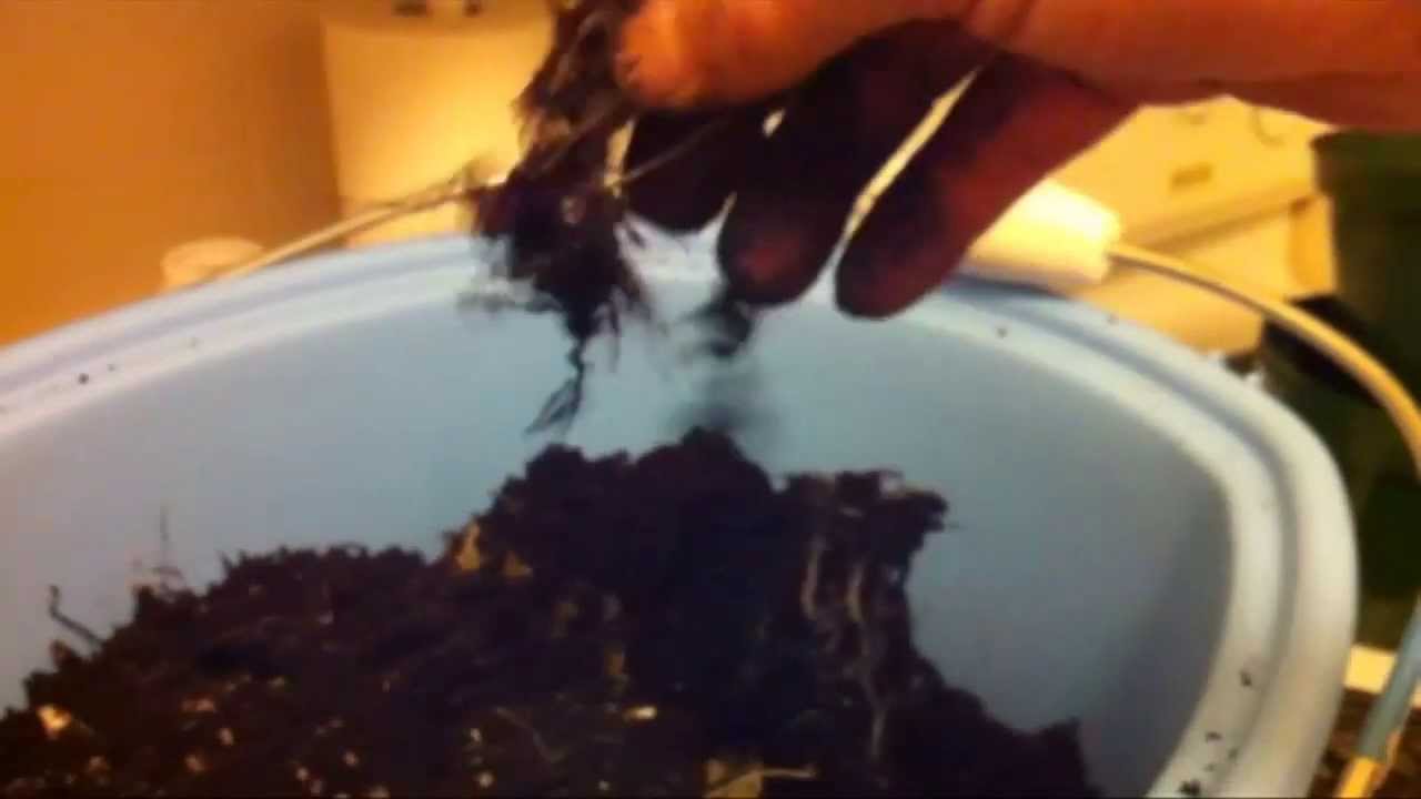 What I learned about Cannabis Root Formation