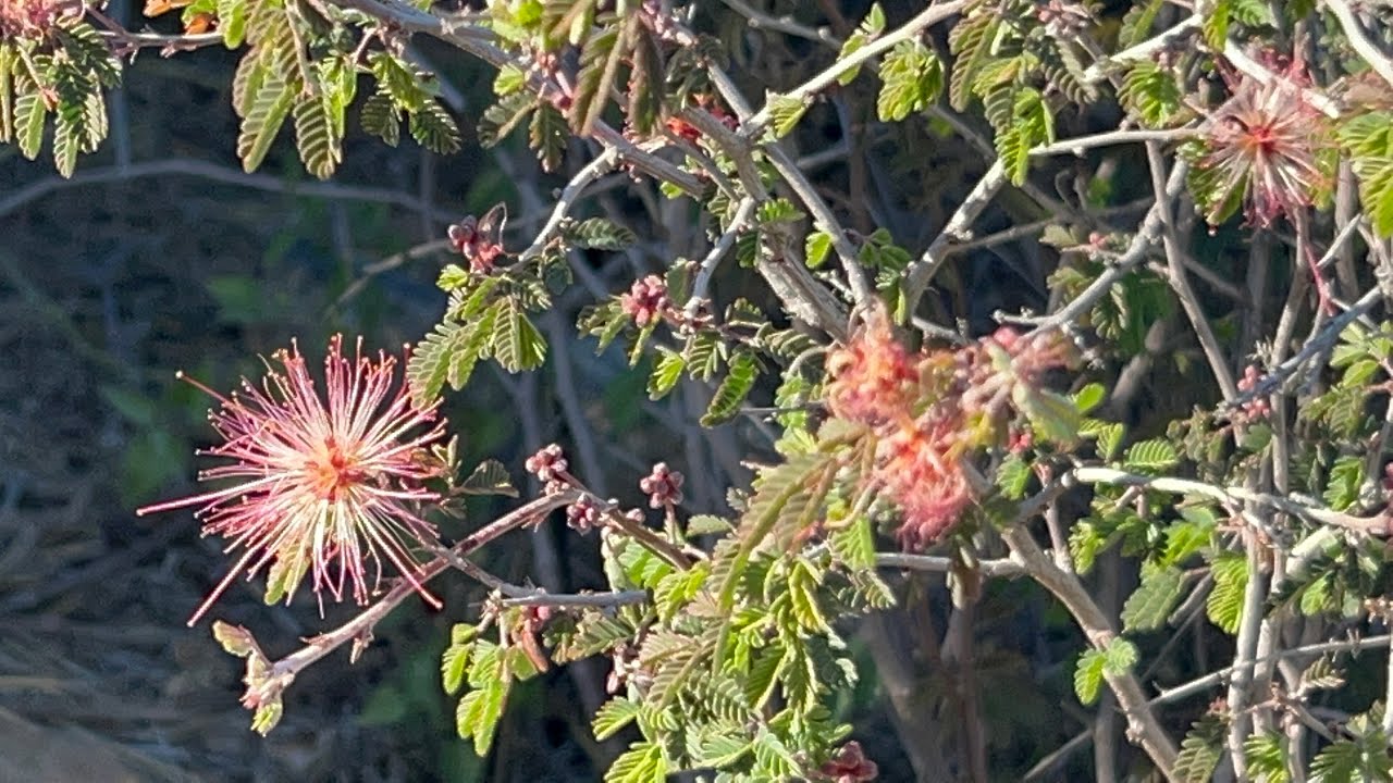 AZ Plant Reviews - Fairy Duster (Calliandra eriophylla)