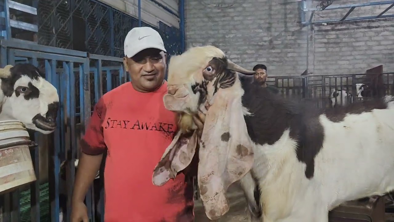 Asif patal Hyderabad dilpasand owner@9985103005