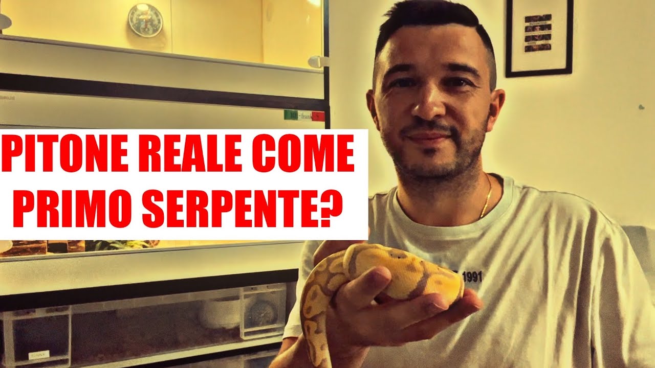 Pitone reale come primo serpente?