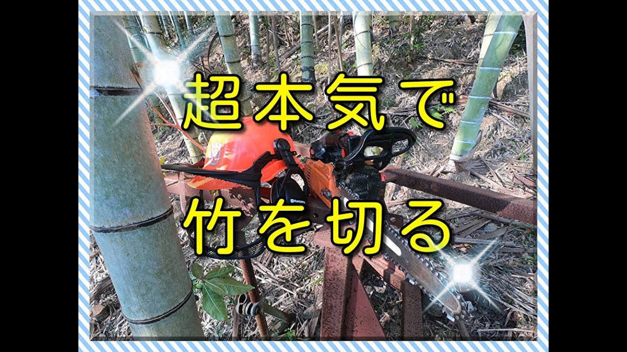 【農業系】チェーンソーで竹炭用の竹を間伐する【竹林】