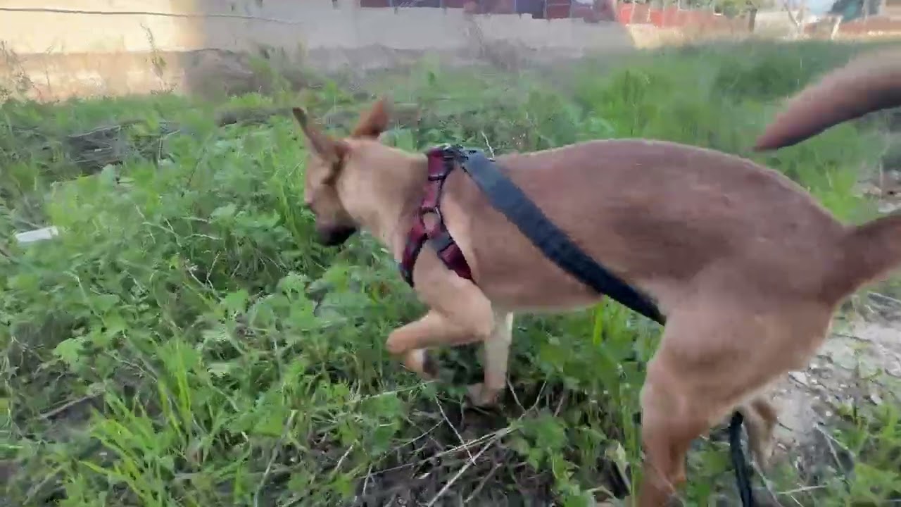 Leo sniffing grass running around & rolling around