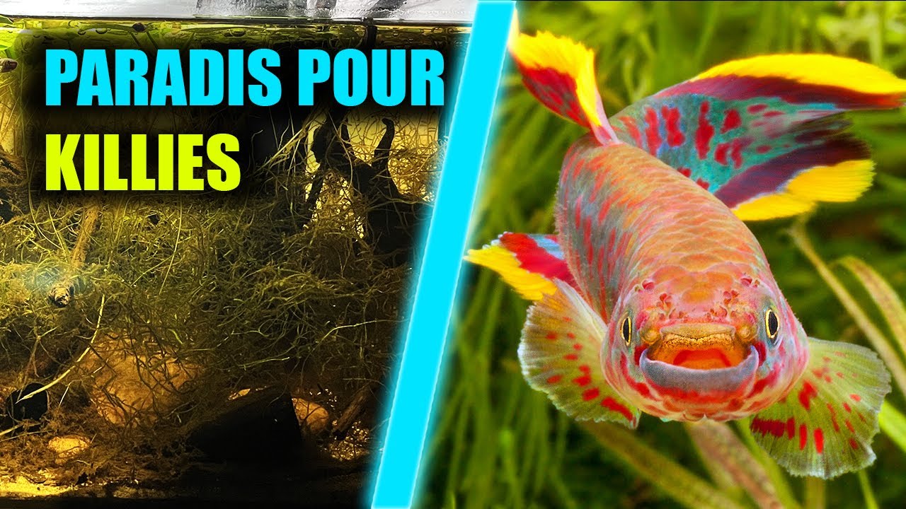 COMMENT FAIRE L'AQUARIUM PARFAIT POUR KILLIES !
