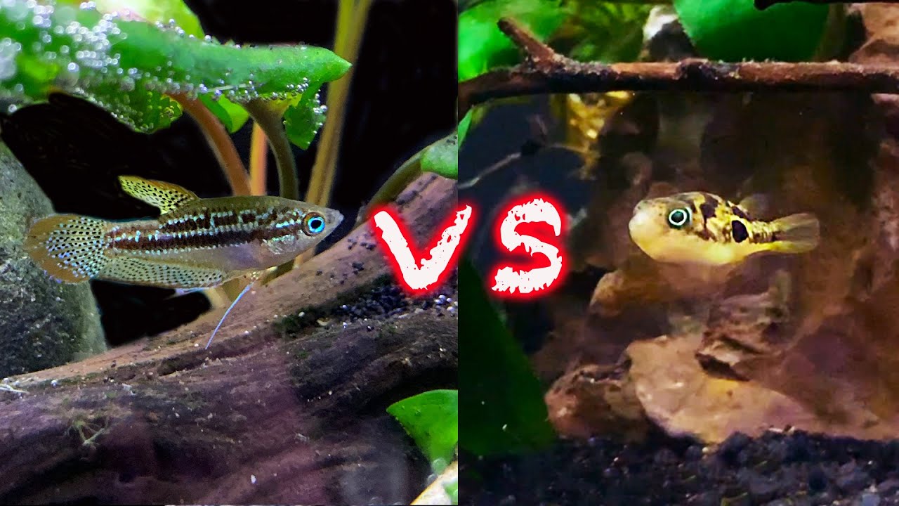 Pea Puffer vs Sparkling Gourami - Which is The ULTIMATE Nano Centerpiece Fish?