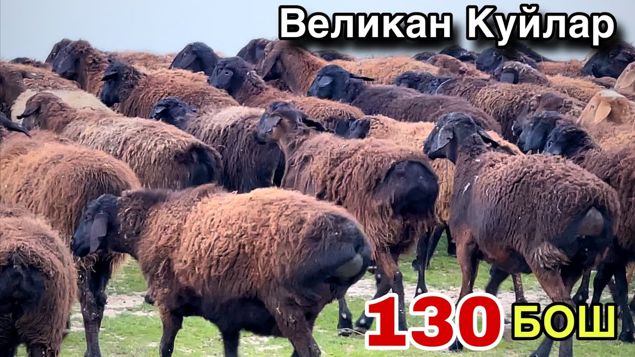 БУНАКАСИ БУЛМАГАН! ☎️+998 88 672 8998 ☎️+998 88 794 8998
