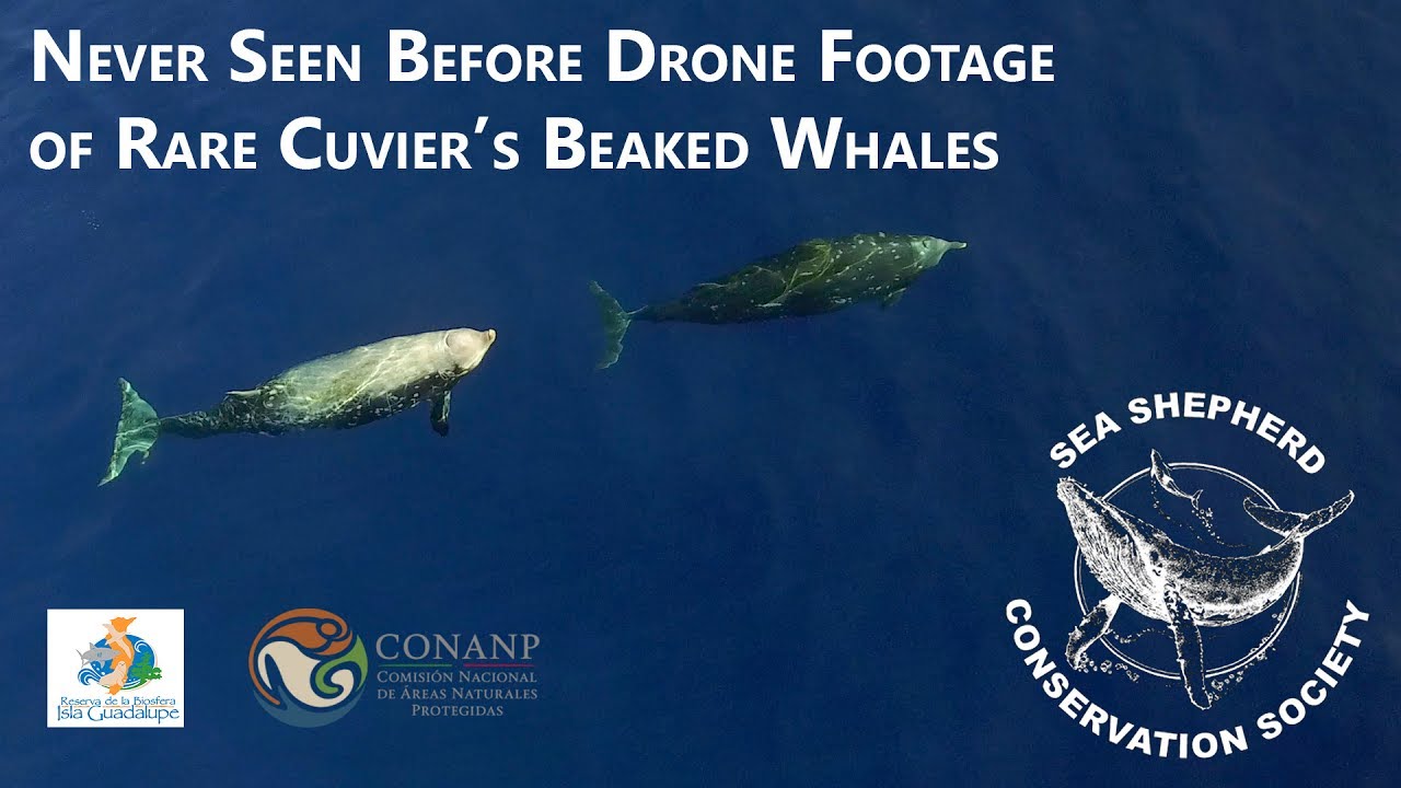 Never before seen drone footage of Cuvier's Beaked Whales