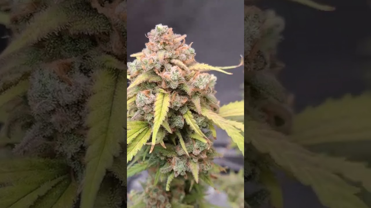 Bubblegum Auto 🫧 Fast Buds | Indica highislander mt