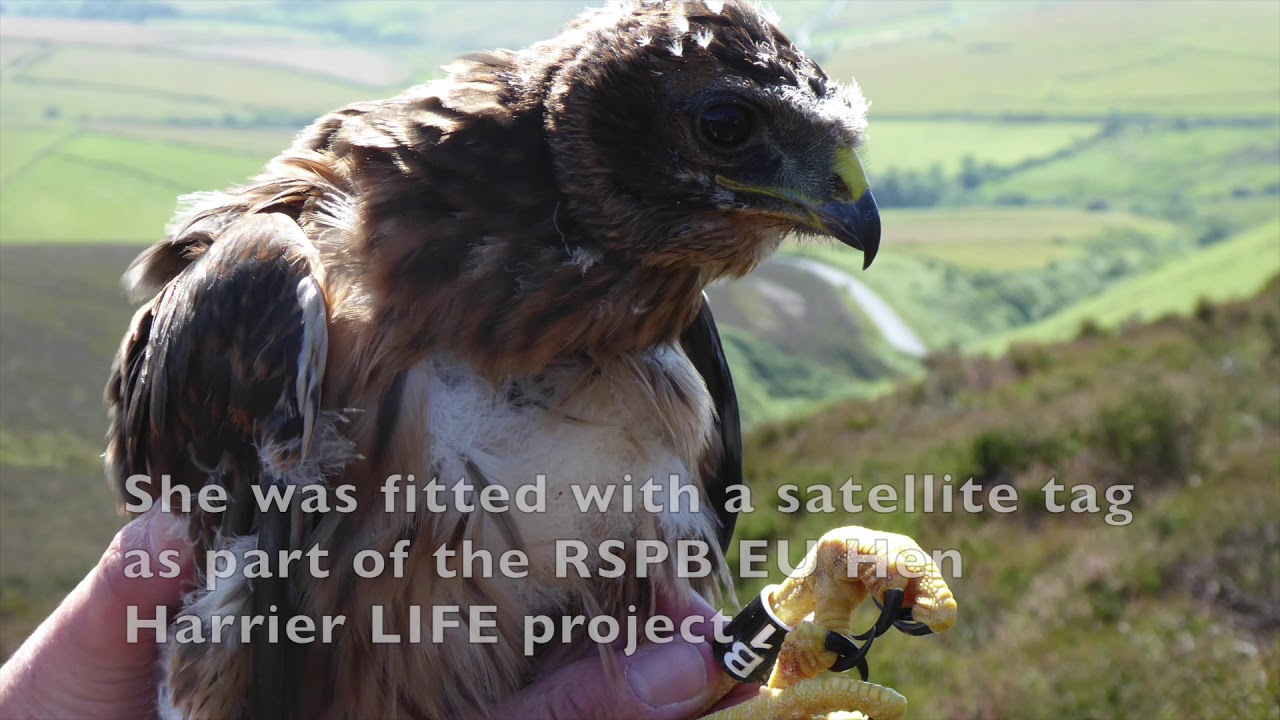 Mary, the Hen Harrier from the Isle of Man who travelled to Ireland, where she was killed