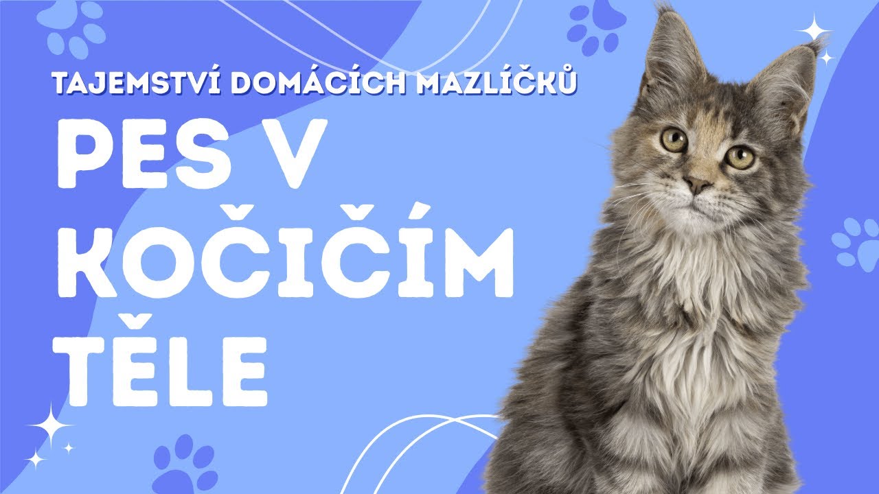 Mainská mývalí kočka: Kočka, nebo pes v kočičím těle?
