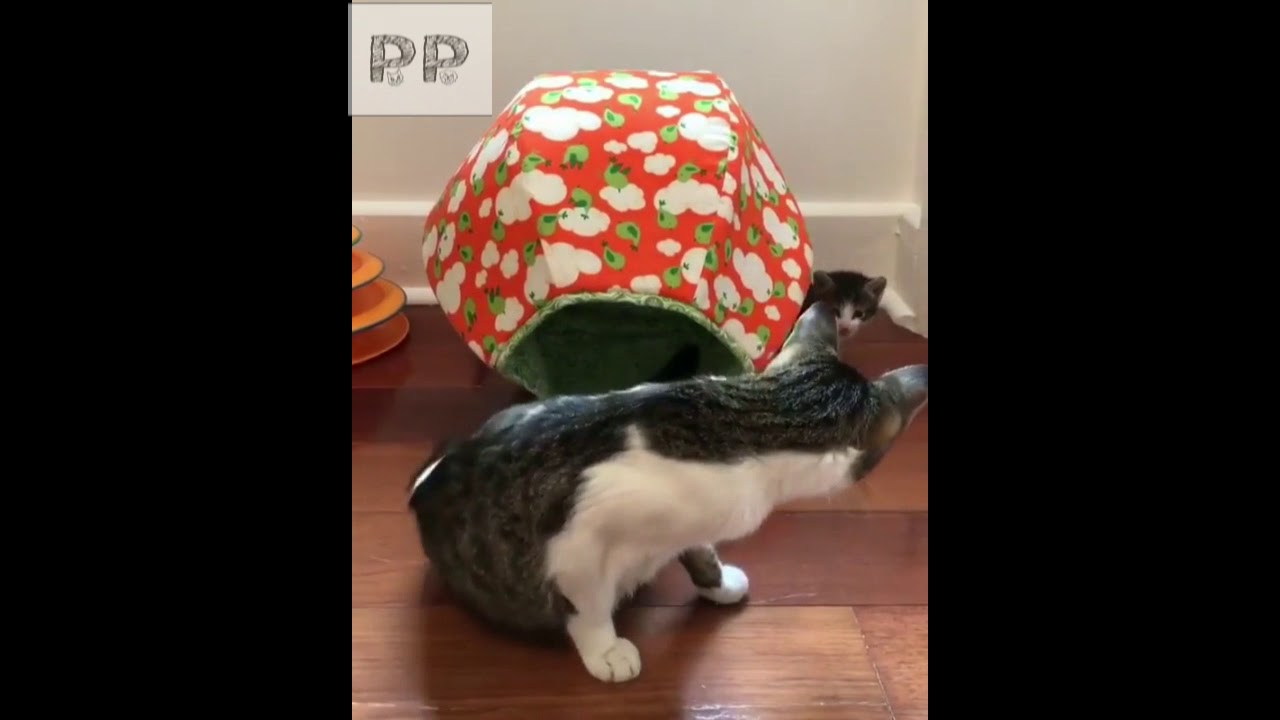 CUTEST and FLUFFIEST Cats You Will Ever See #20 | PippyPuppy