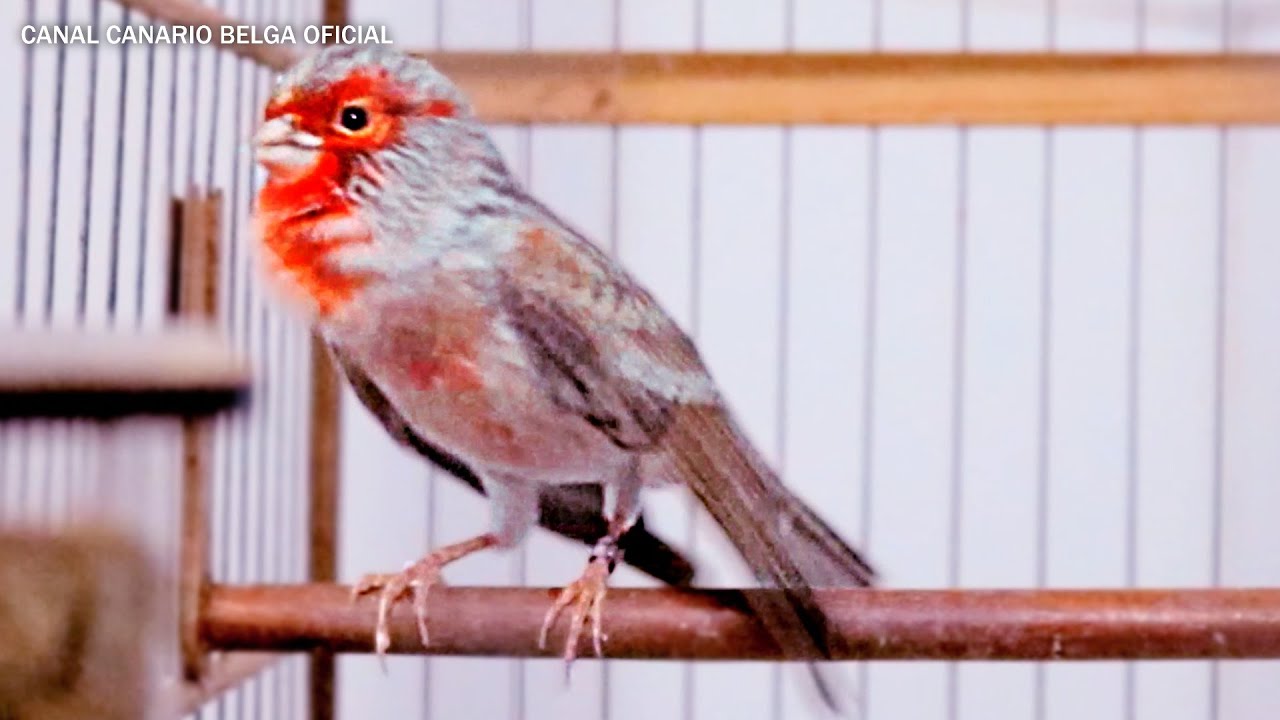 CANÁRIO BELGA ÁGATA VERMELHO MOSAICO CANTANDO DEMAIS !
