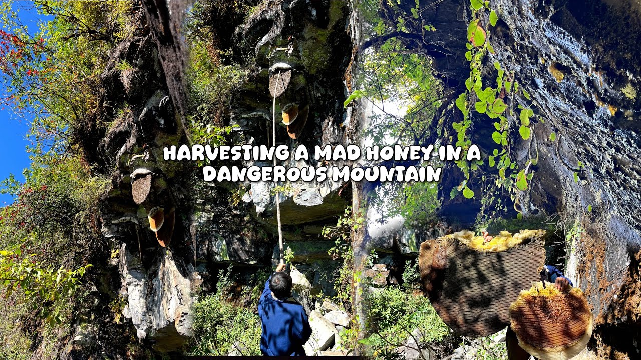 Harvesting Mad Honey Inside A Deep Forest