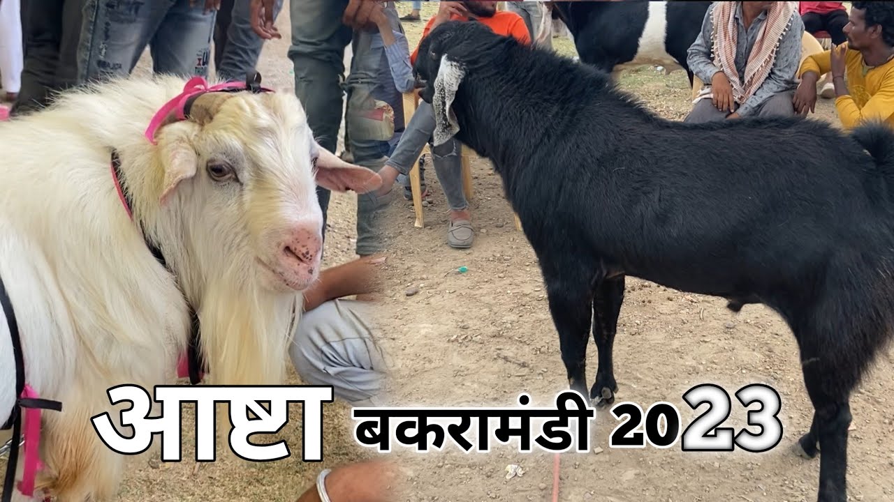 Aashta Bakra Mandi Live cover 2023 | आष्टा बकरामंडी | ashta Goat market