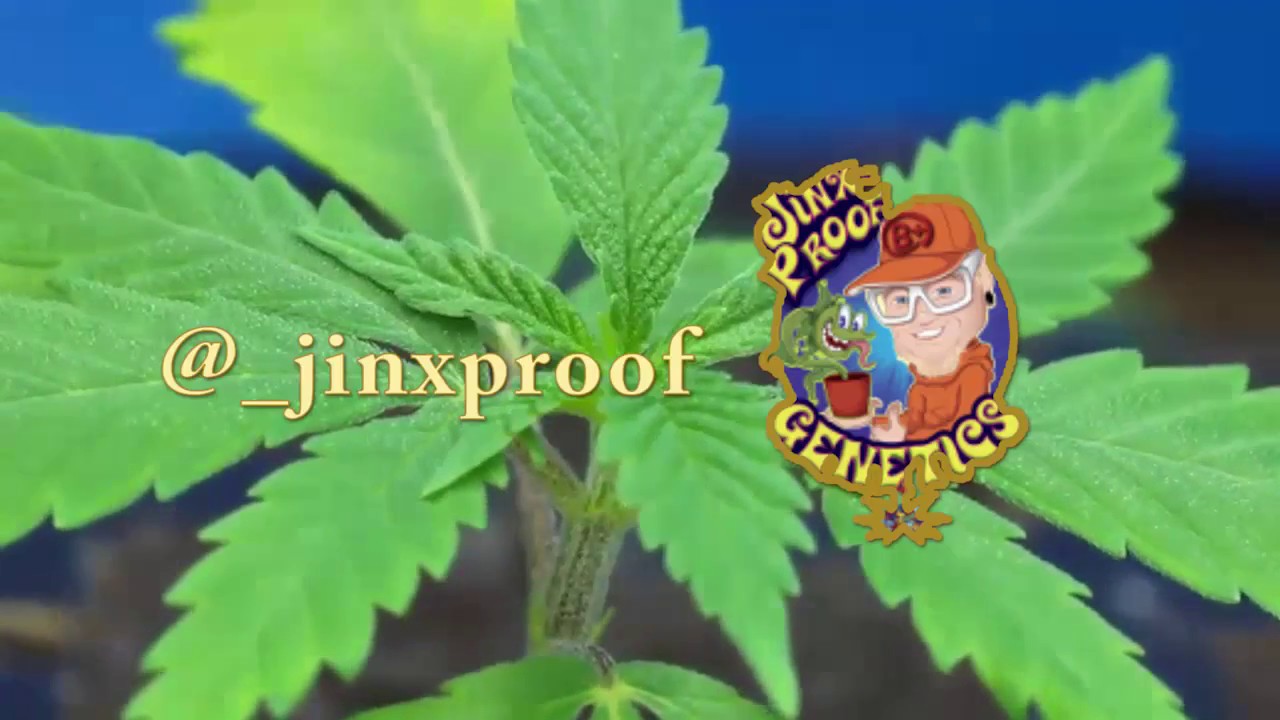 Seattle Hempfest 2017 - Jinx Proof Genetics - Jinx