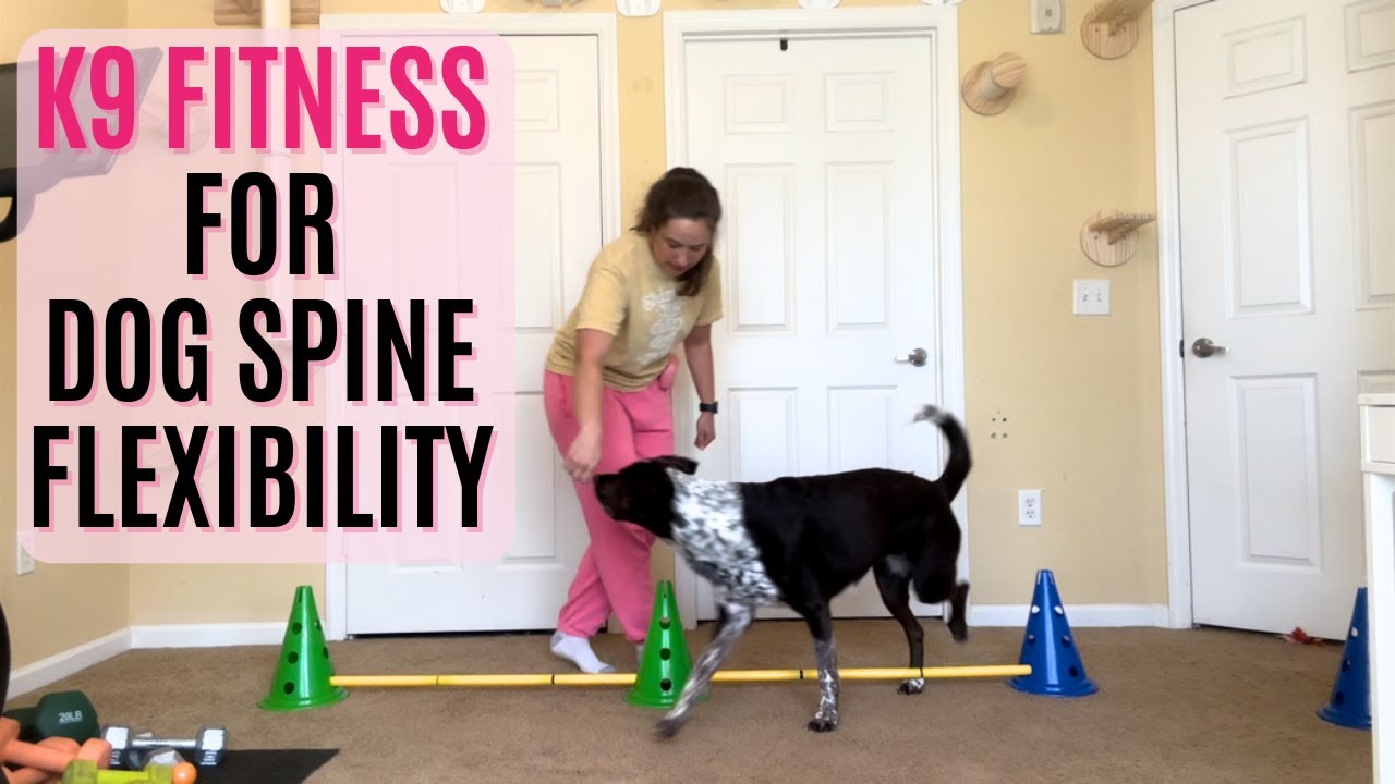K9 Fitness для гибкости позвоночника собак