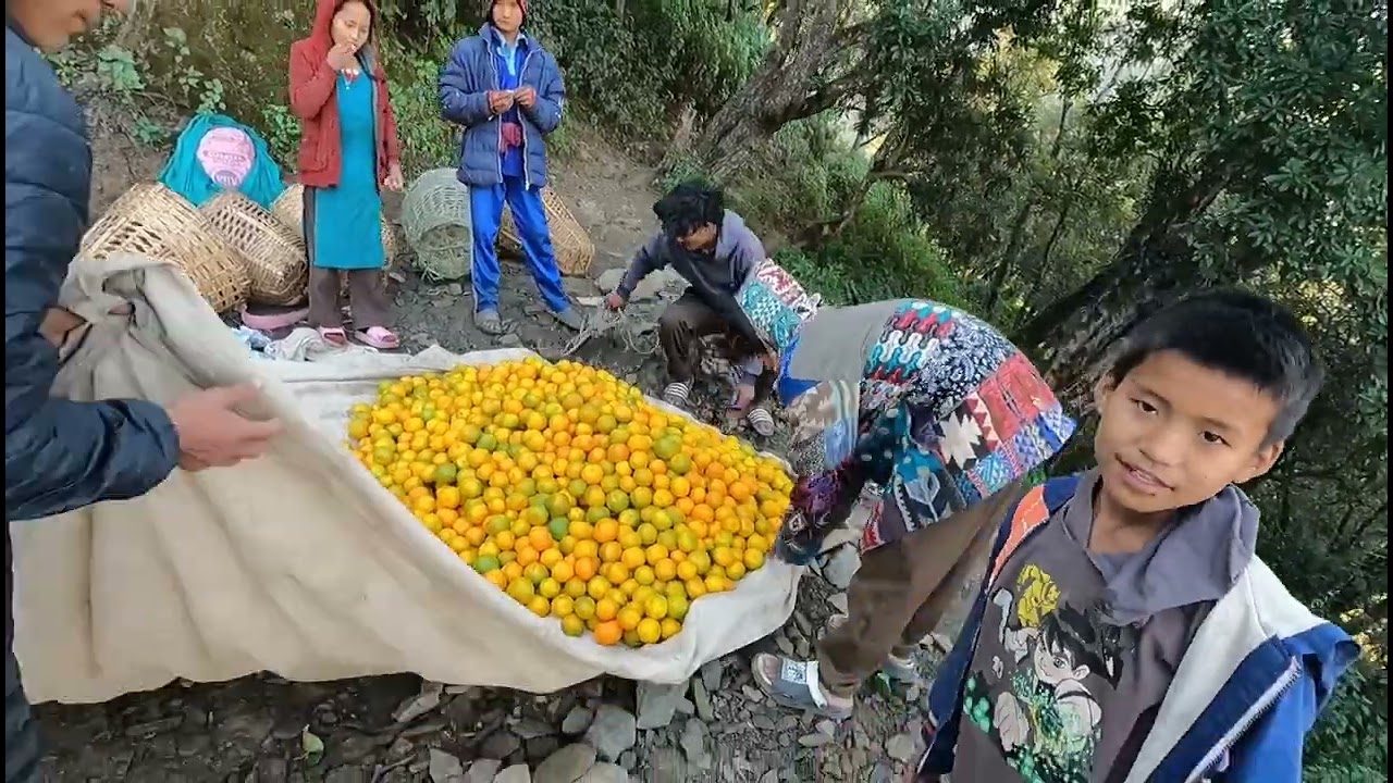हाम्रो गाउँको सुन्तला खेती: बोटदेखि बजारसम्मको यात्रा | Farmer's Struggle 🇳🇵