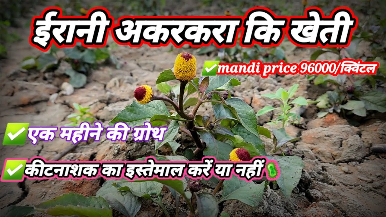 ईरानी अकरकरा की खेती | रोग फंगस से कैसे बचाएं | erani akarkara ferming 
