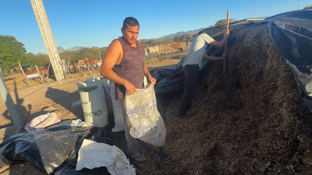 😱 mira como esta el cilo que se disfrutan las vaquitas 
