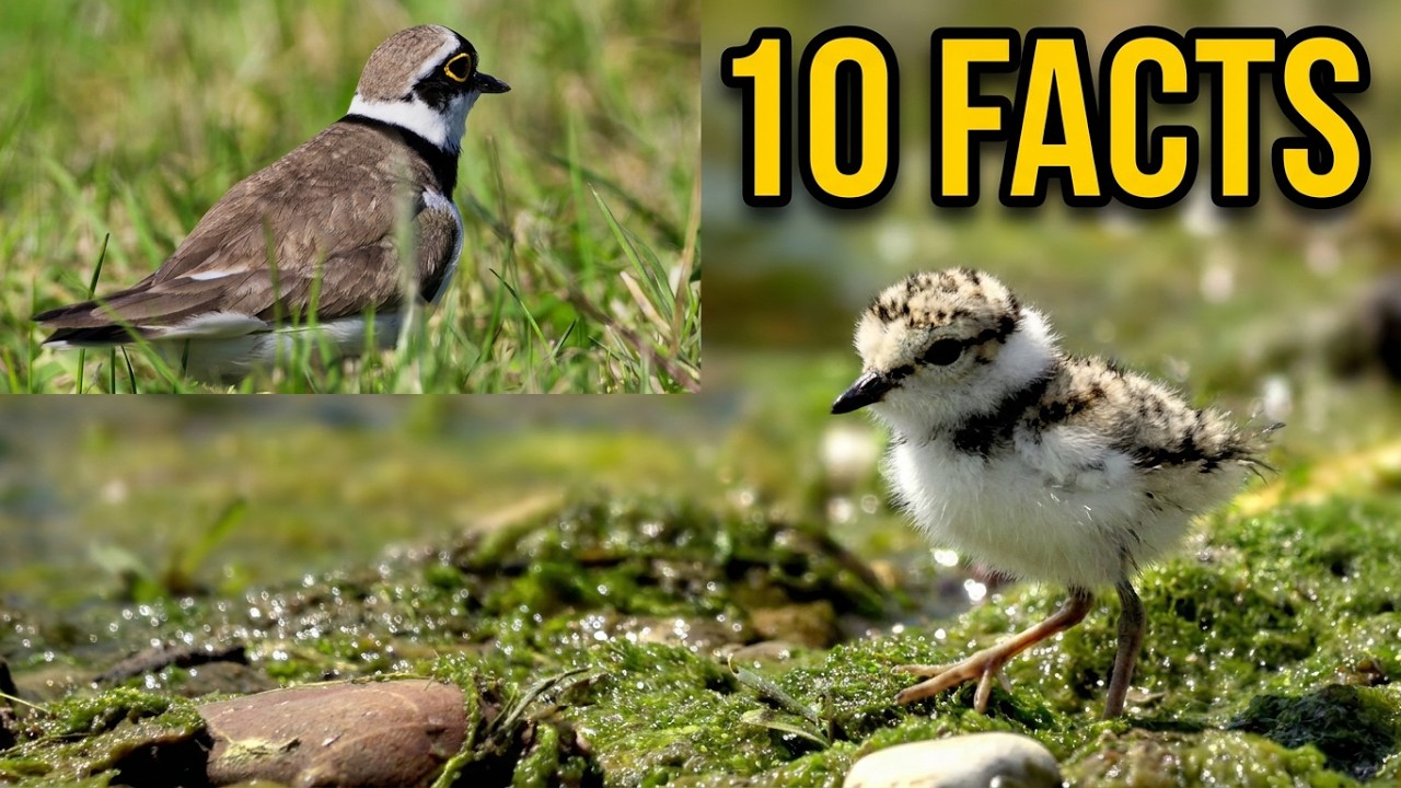 10 Things You Didn't Know About This Bird