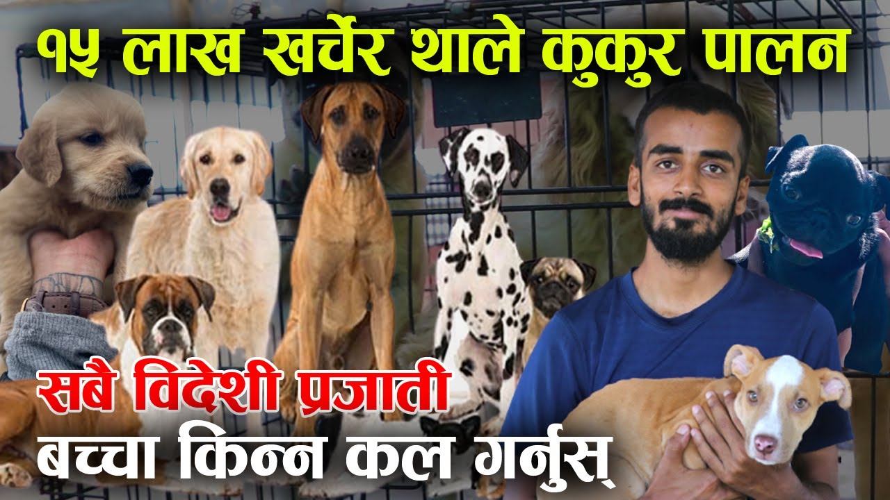 १५ लाख खर्चेर भर्खरका युवाले थाले कुकुर पालन │ Dog farming in Nepal