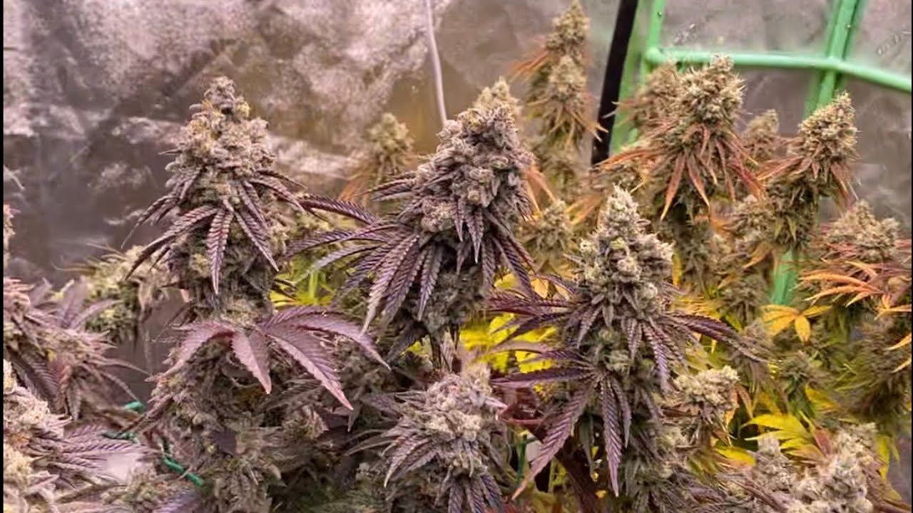 Harvest! Runtz Muffin by Barney&rsquo;s Farm Day 68 Flower