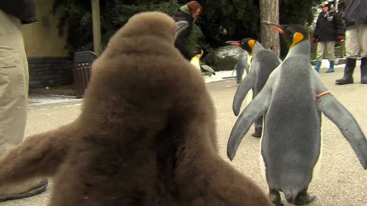 Penguin Parade 2012 - Cincinnati Zoo