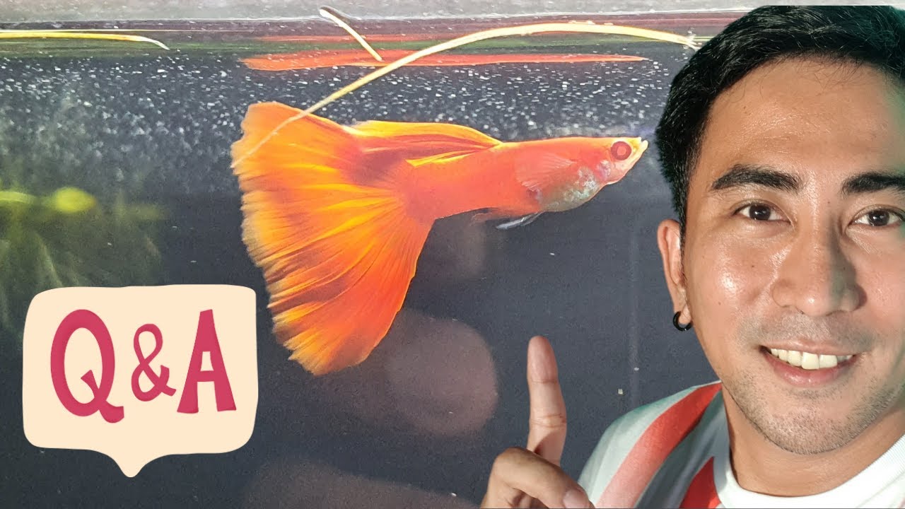 Mga Tanong at Sagot Tungkol sa Isda at Aquarium | Katropapets