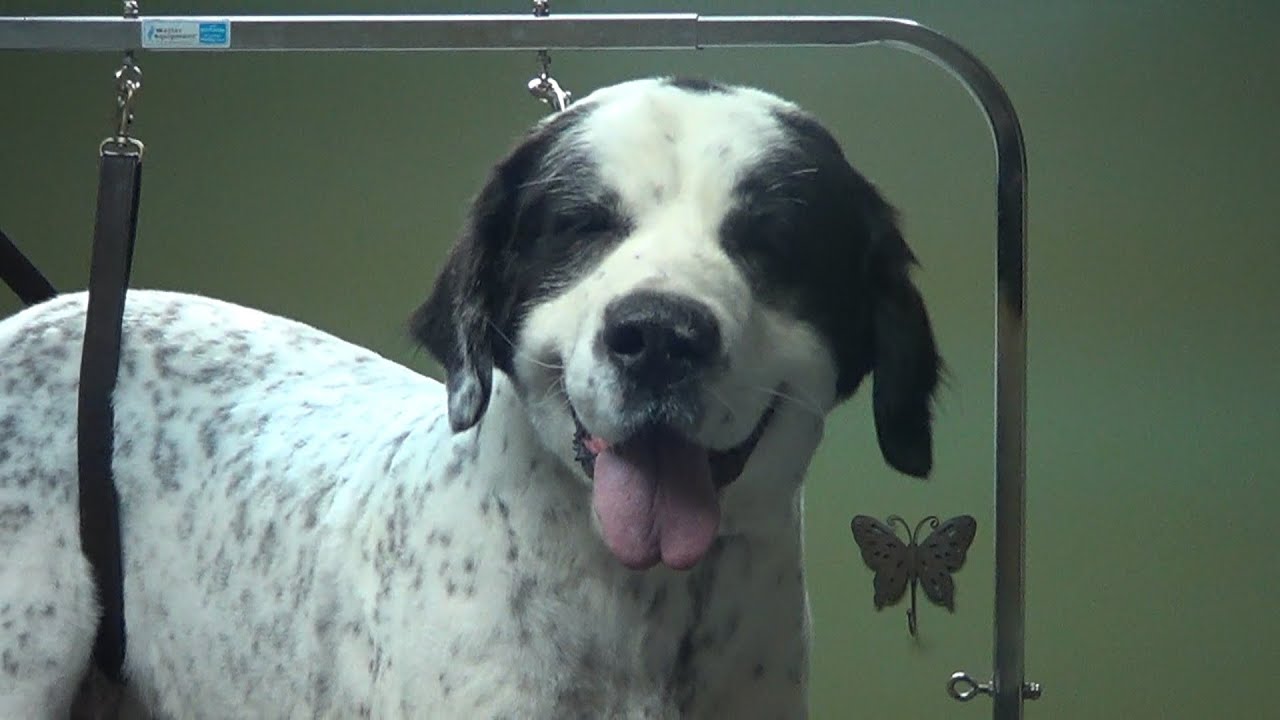 How to Shave Down a Large/Giant Breed Dog (Full Groom) - Do-It-Yourself Dog Grooming