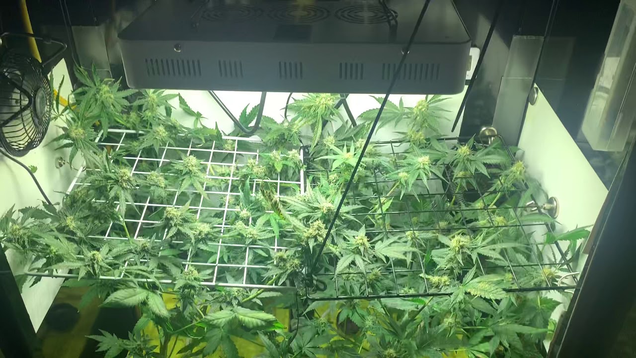 Cabinet grow stealth uvb