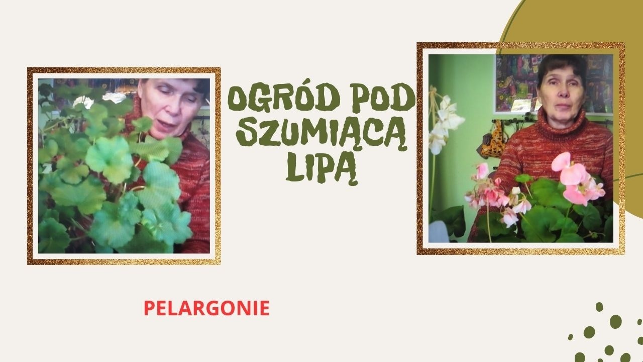 Moje pelargonie - przegląd po zimie, trochę informacji, sadzonki.