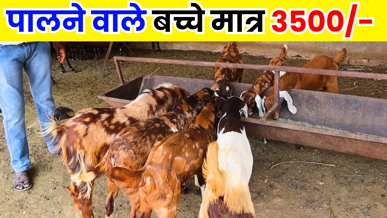 पालने वाले बच्चे मात्र 3500/- में ,GOAT FARMING KIDS AVAILABLE